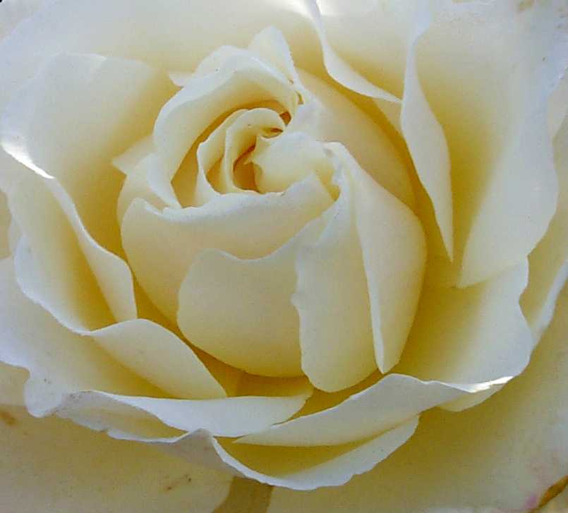 rosa blanca.jpg